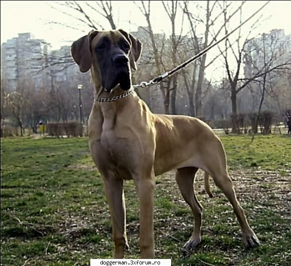 Ace Titania Golden Swan Vom Hause Vieru - ASTRID - Nascuta : 12 iulie 2008 Mama - Dog German Galbeni-fawn