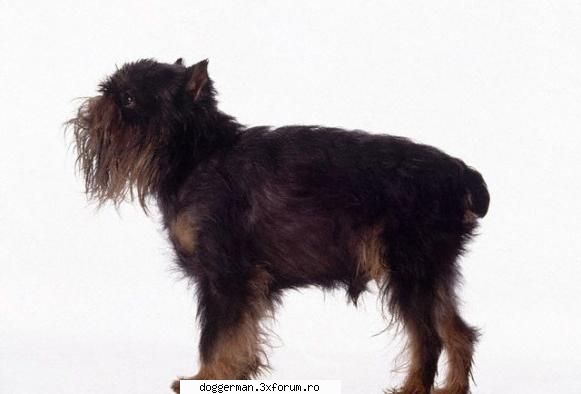 Brussel Griffon - Talie: mica Inaltime: 25 cm Greutate: 2,3-5 kg - Rase De Caini