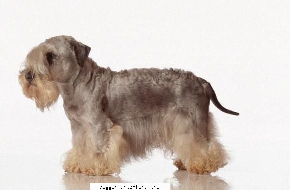 Cesky Terrier - Cainii din rasa Cesky Terrier au intotdeauna - Rase De Caini