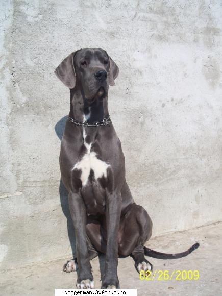 born : : cassius expletus : hanna de : ionescu mihaela  :hi: golden swan