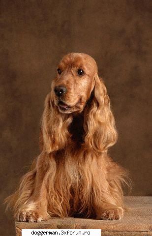 english cocker 39-41 12,7-14,5 de viata: 15 exuberant si vesel
tara de origine: marea cocker din