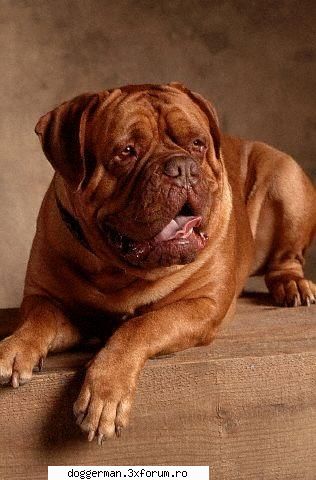 talie: 58-70 45-50 de viata: 10 fizic: protector si calm
tara de origine: french de bordeaux