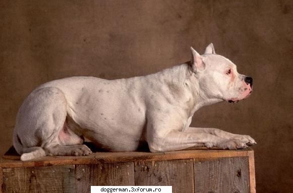 talie: 61-69 36-45 de viata: 11 fizic: loial si de origine: sinonime: dog mastiff argentino din rasa