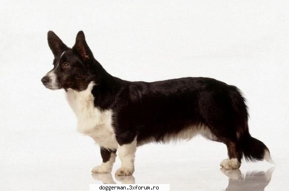 talie: 30 10-12,5 de viata: 14 fizic: alert dar calm

tara de origine: marea welsh din rasa cardigan