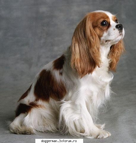 talie: 35-37 5,4-8,2 de viata : 13 cerinte fizic: cerinte de origine: cavalier king corp roscat,