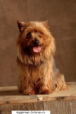 terrier-ul australian este un animal de companie perfect. nu are cerinte speciale in ceea ce