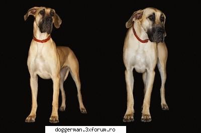 cainii din rasa mastiff brazilian sunt periculosi in multe tari. oricum, aceasta rasa nu este pentru
